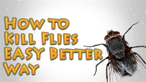 Killing flies. Things To Know About Killing flies. 